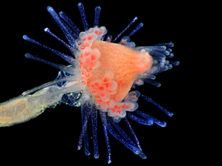 Illustration for article titled Parasites, deadly bugs and fungi are more beautiful than you could possibly imagine